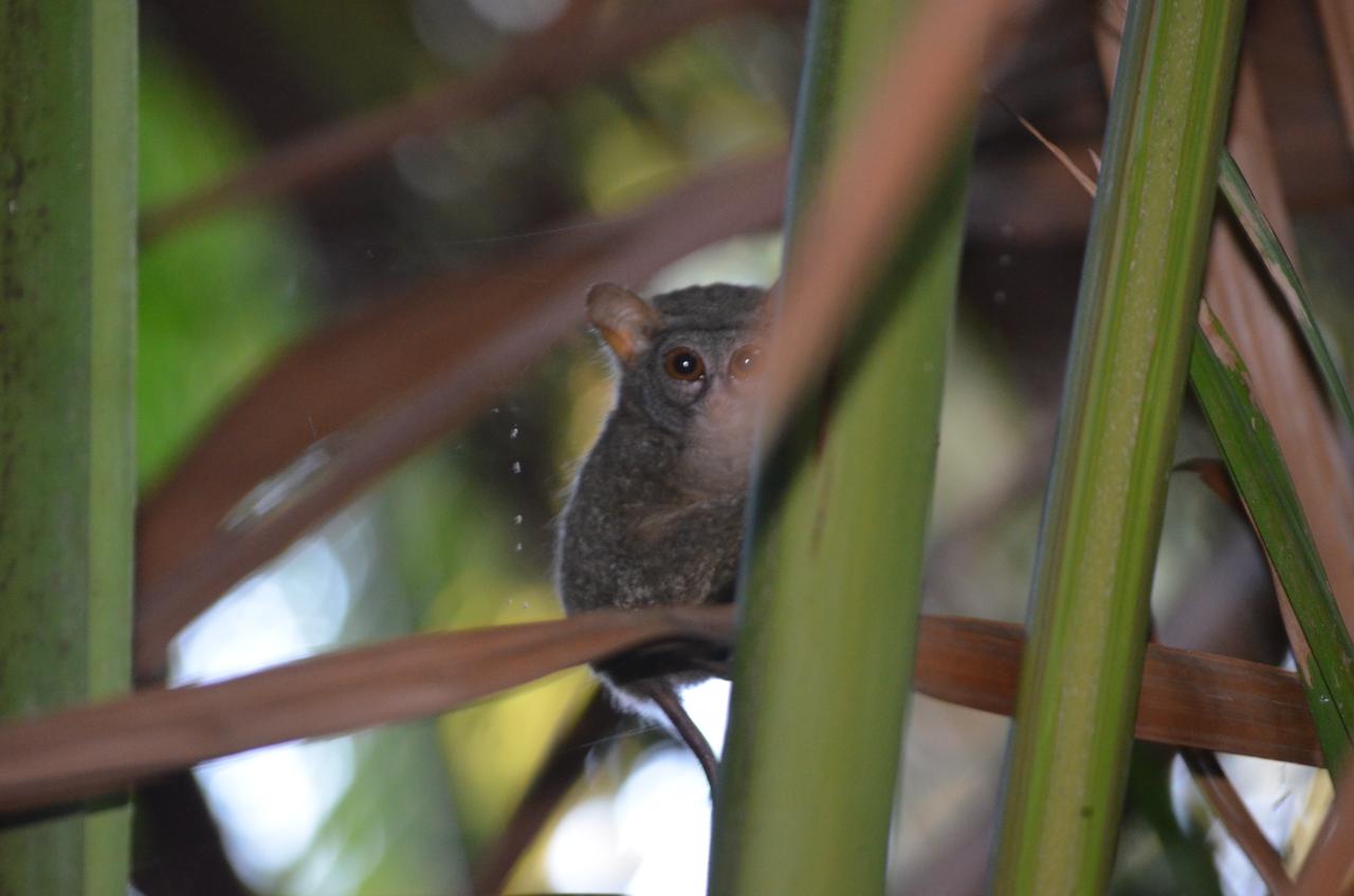 Temuan Peneliti UNG Ungkap Kandidat Spesies Baru Hewan Tarsius Di Sulawesi