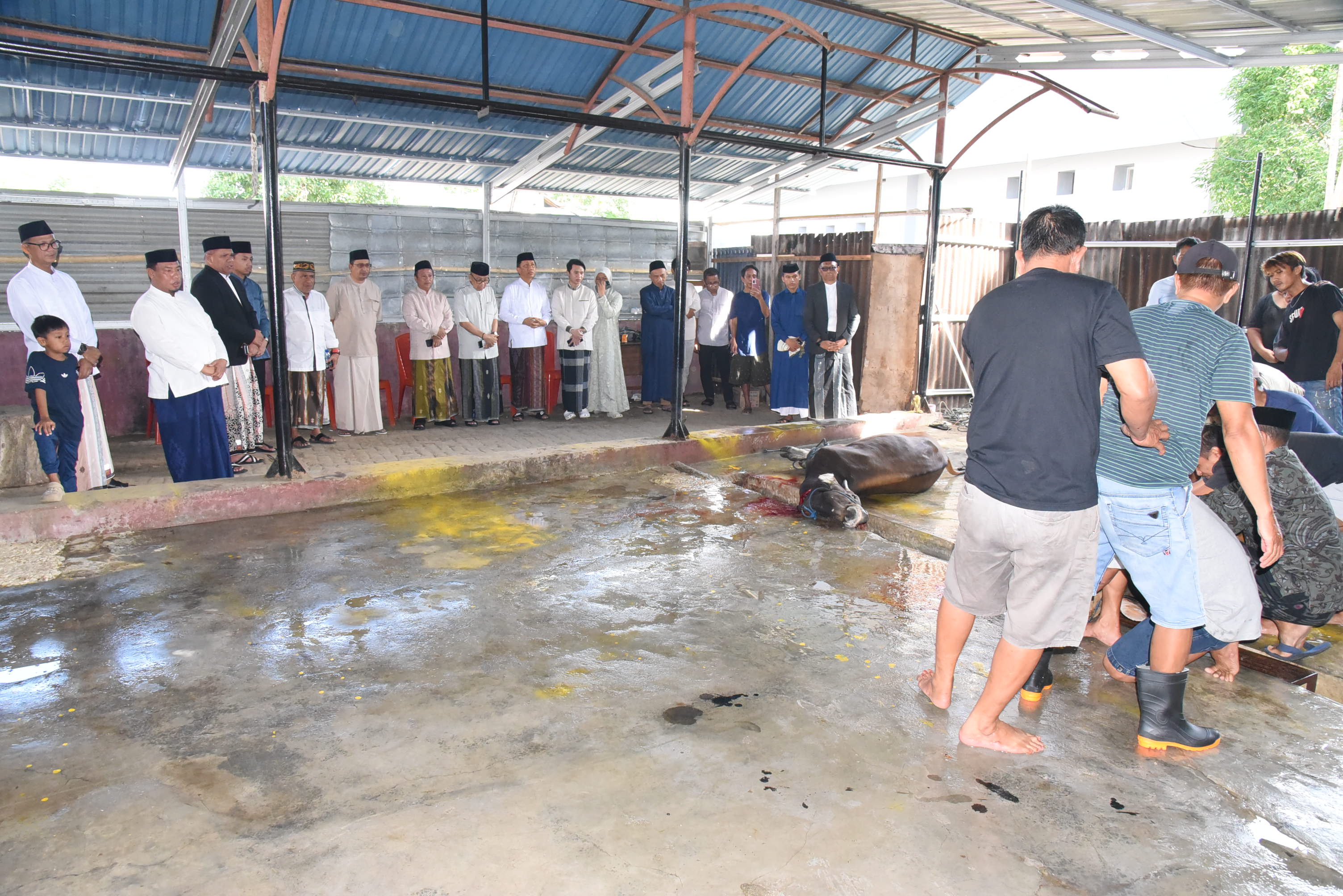 Semangat Berbagi Iduladha, UNG Sembelih 21 Hewan Kurban untuk Civitas Akademika dan Masyarakat